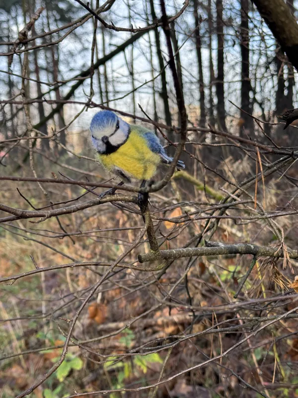 Zilzīlīte